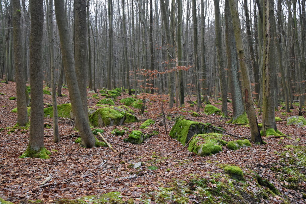 Voděradské bučiny